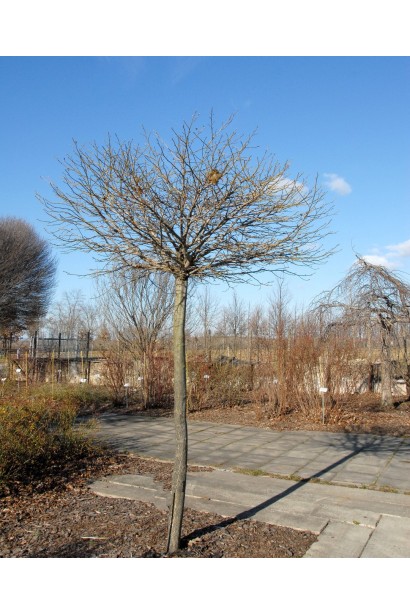 Ліквідамбр смолоносний Гум Болл в зимній період. 